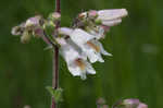 Eastern gray beardstongue